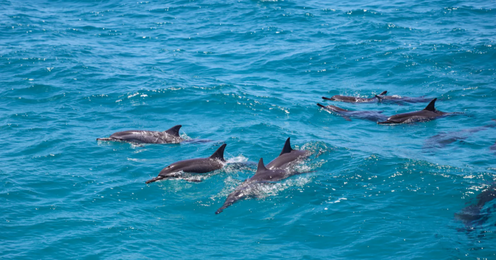 hawaii dolphins