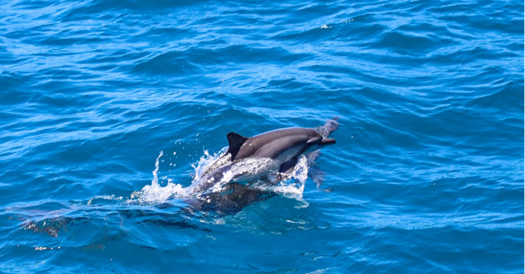 hawaii dolphins