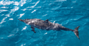 Read more about the article Myths and Facts about Dolphins in Hawaii Culture