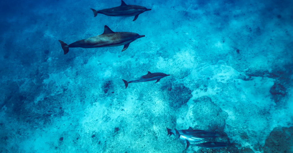 hawaii dolphins