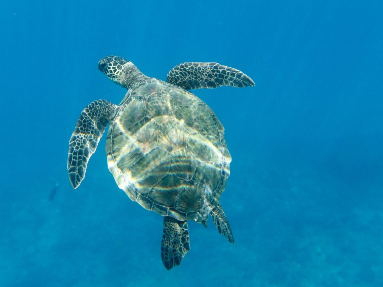 Green Sea Turtle Honu