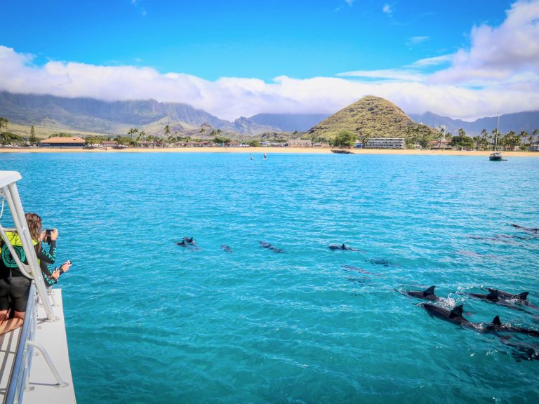 Ethical dolphin watching