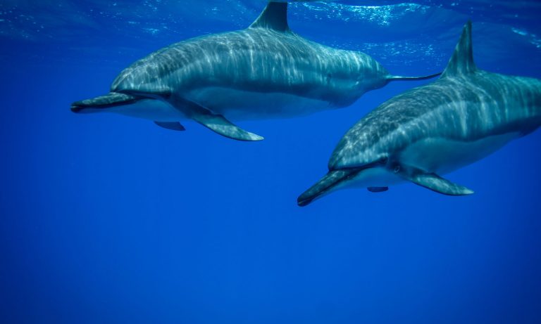 Will dolphins ever evolve gills?