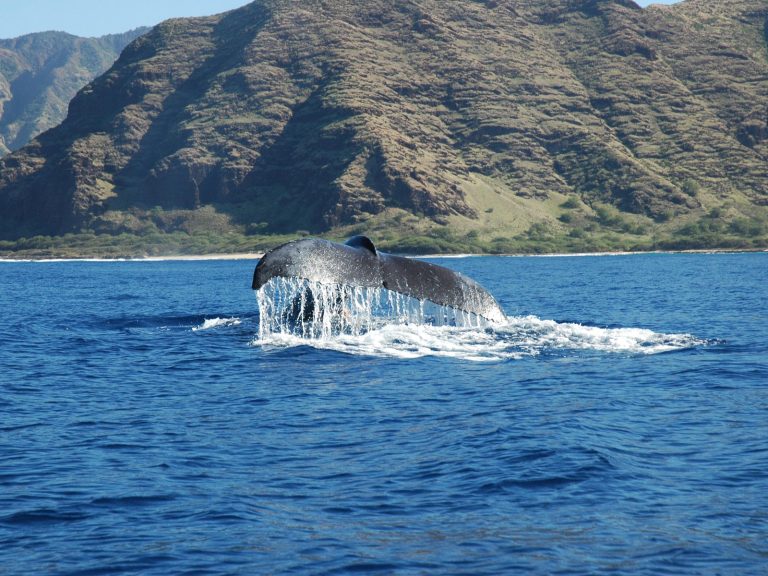 Whales in West Oahu