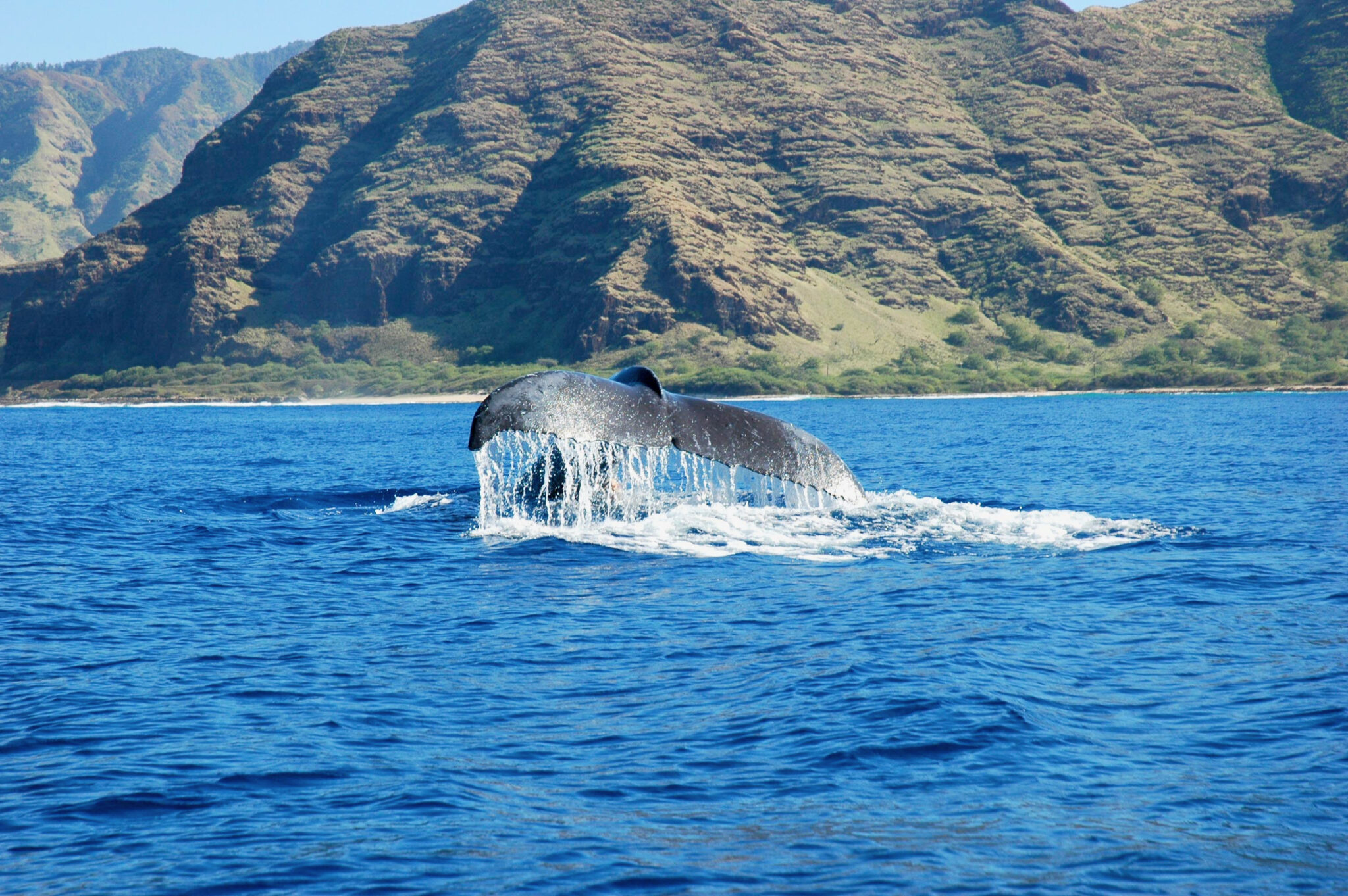 Read more about the article ハワイでクジラとイルカが紡ぐ不思議な物語