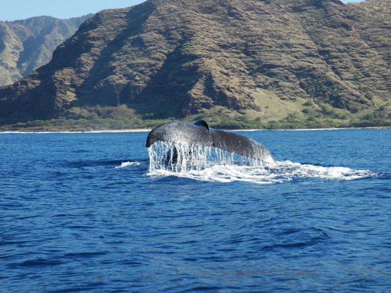 Dolphin tour Whale sighting in winter