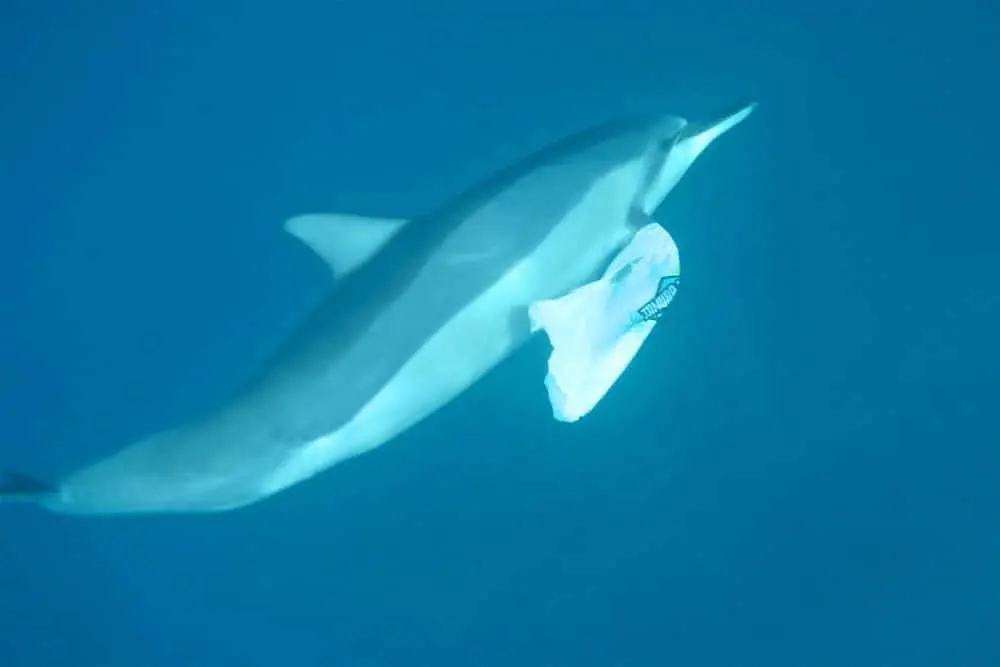 プラスチックバックで遊ぶイルカ