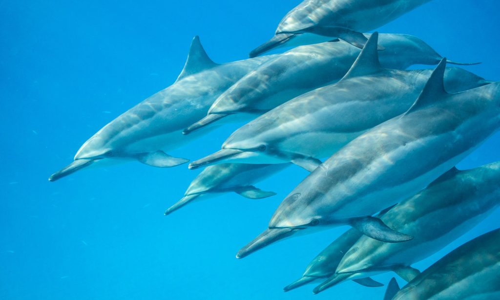 Dolphin biology