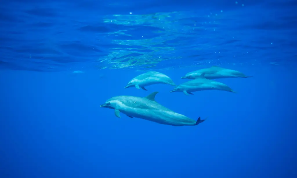 Dolphin sleeping in the morning