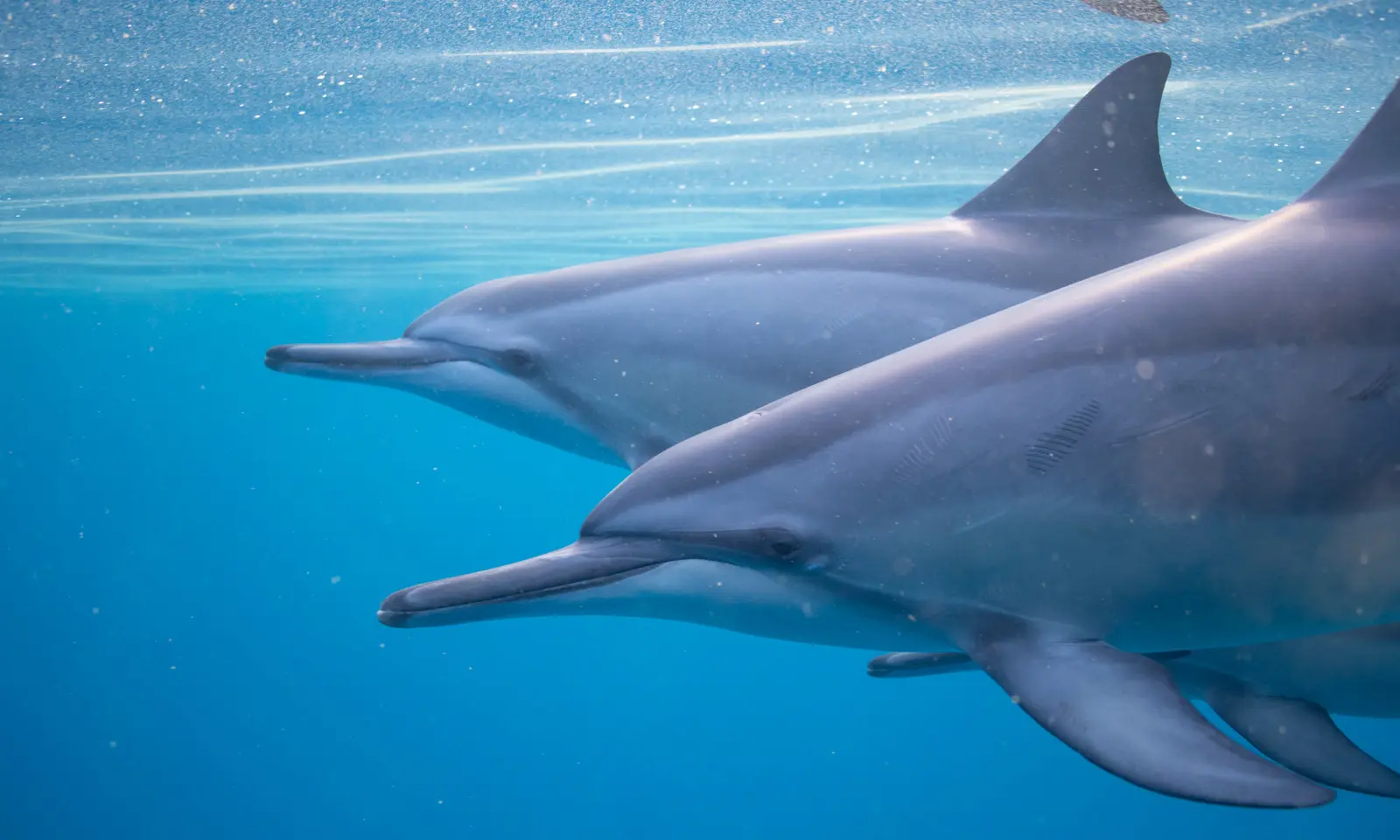 Read more about the article Dolphin Intelligence: How Smart Are Dolphins Really?
