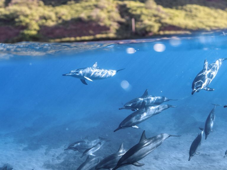 Wild dolphins in West Oahu