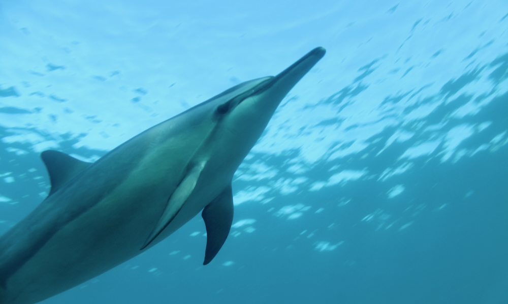 You are currently viewing イルカのエコロケーションとは？ハワイの海で暮らすイルカの驚くべき能力