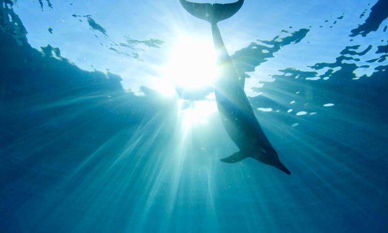 ハワイ　イルカツアー