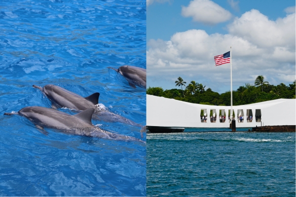 Oahu Pearl Harbor Dolphin