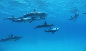 Read more about the article イルカは名前で呼び合っている？