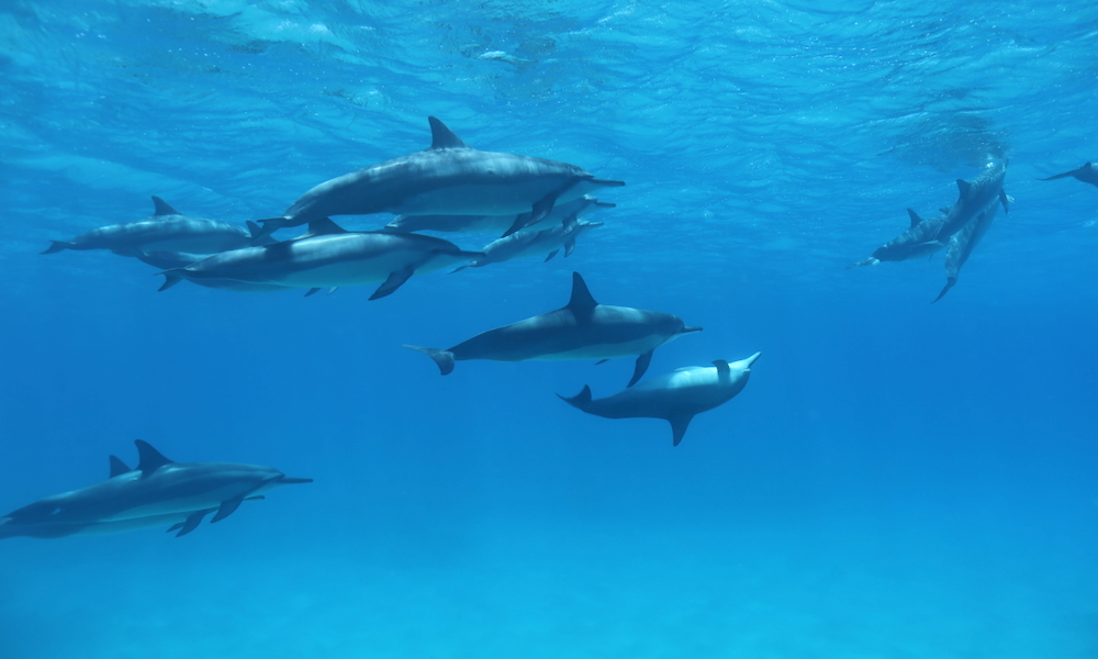 You are currently viewing イルカは名前で呼び合っている？