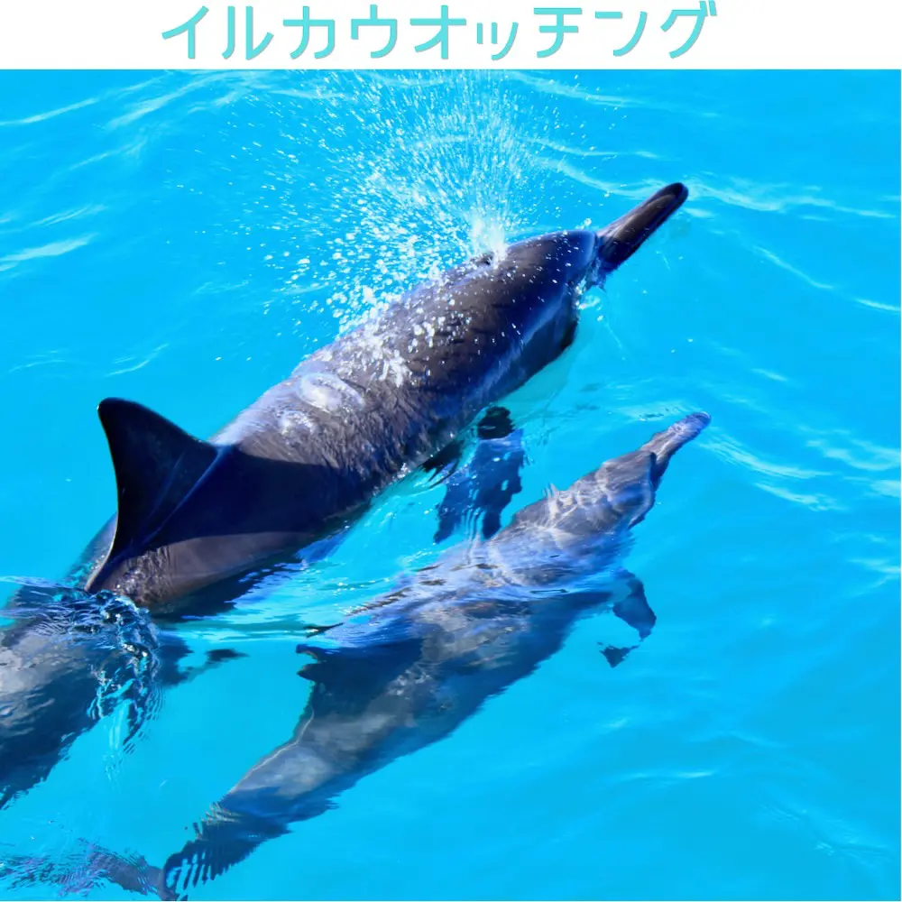 ハワイ・オアフ島で野生イルカを観察するイルカウォッチングツアー