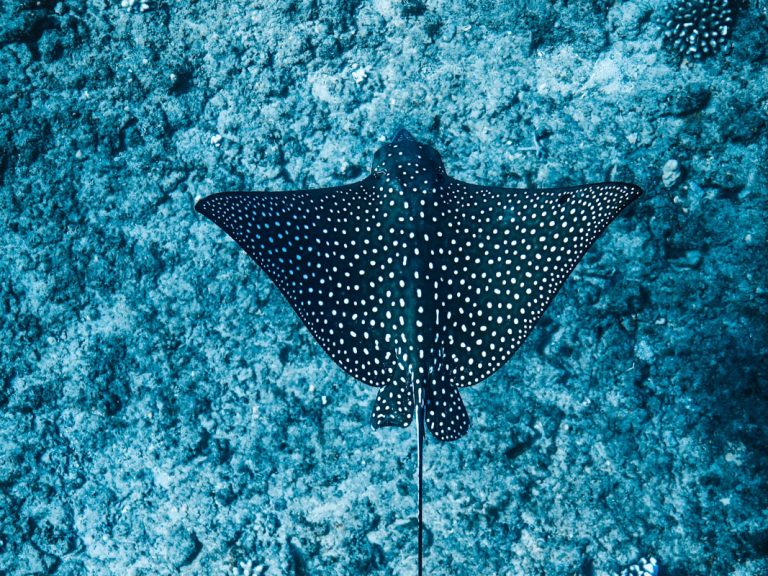 West Oahu Spotted Eagle Ray