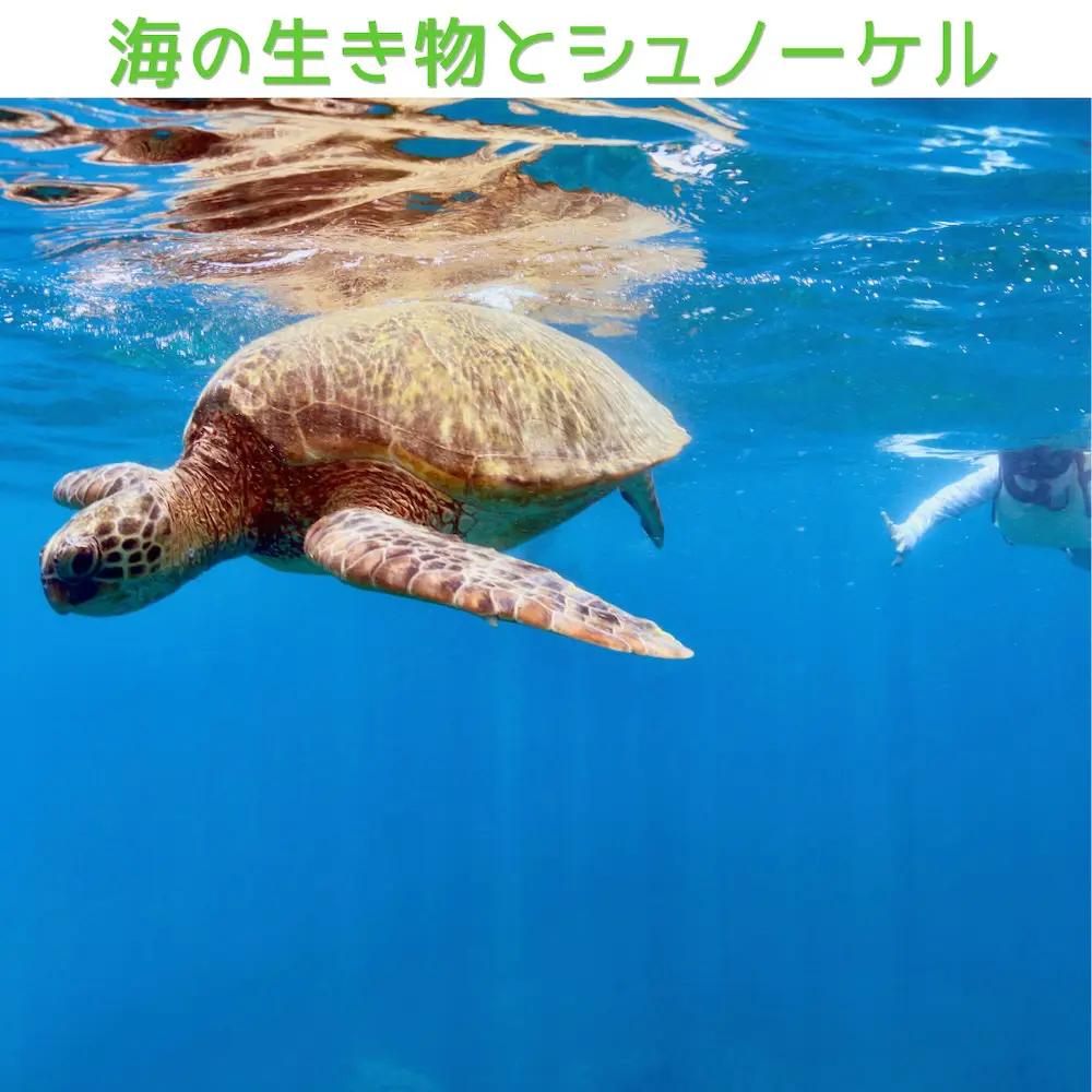 ウミガメシュノーケリングも楽しめるワイキキ発イルカツアー