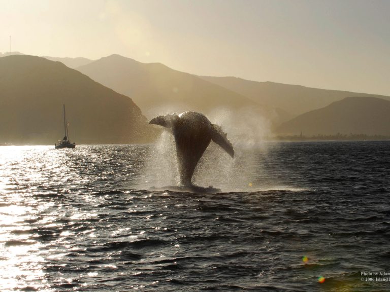 Whale season in Hawaii