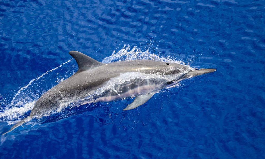 Dolphin dorsal fin