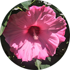 Apryl Pelkey-Kokocki