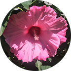 Apryl Pelkey-Kokocki