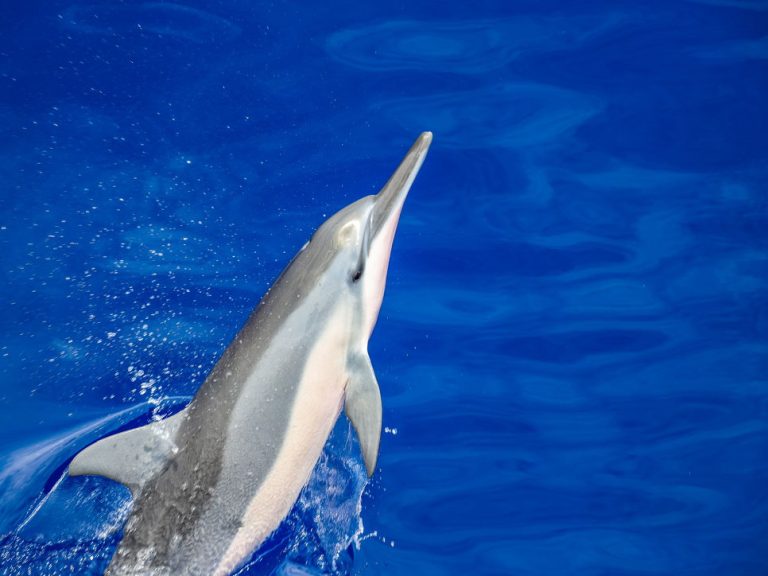 wild spinner dolphin watching