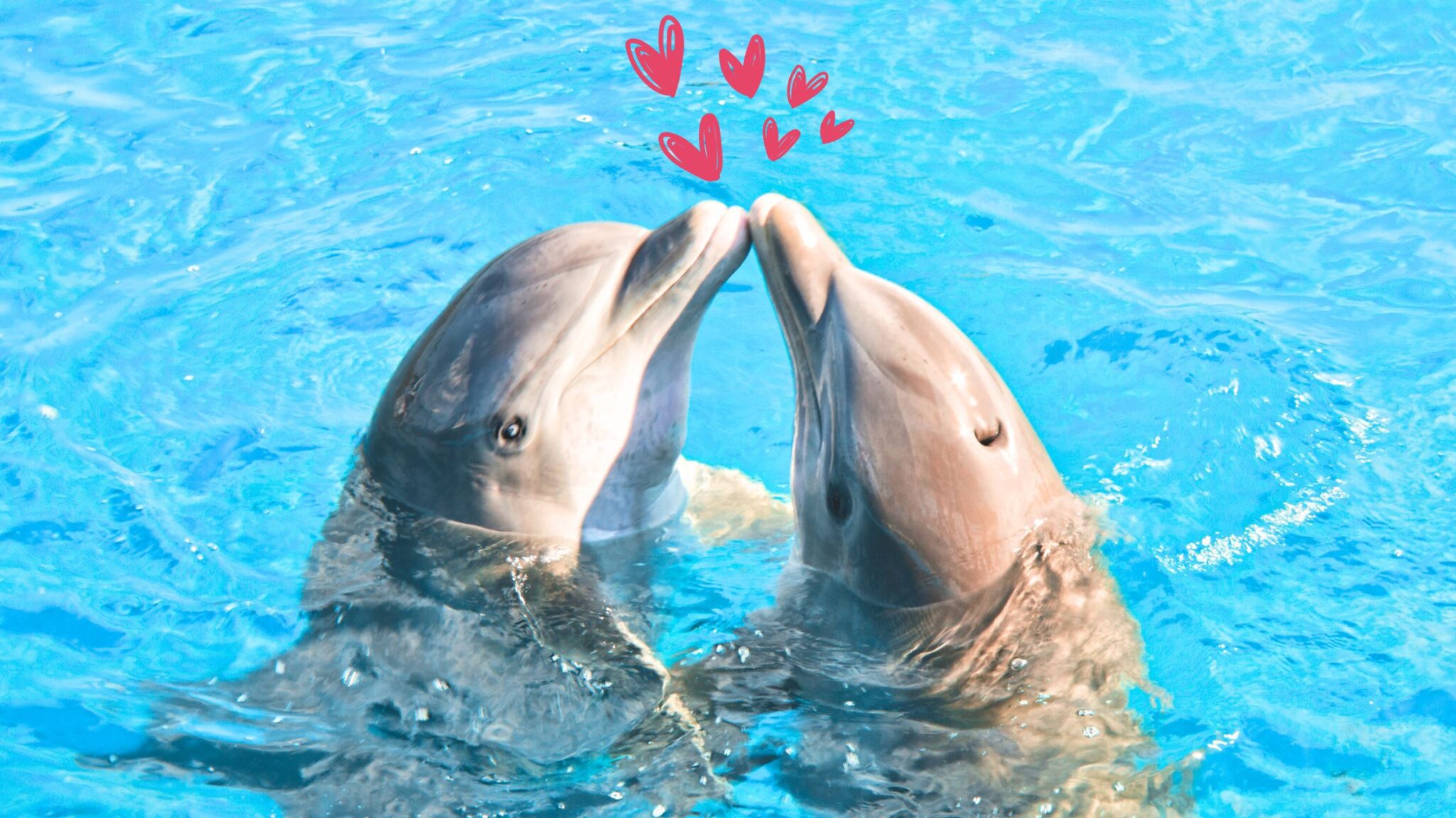 Valentine’s Day Dolphin