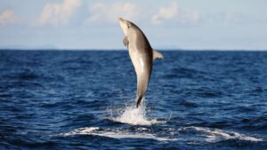 Read more about the article National Dolphin Day: When, Why, and How We Celebrate These Incredible Creatures