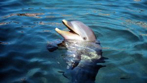 Read more about the article Why Spinner Dolphins Flock to Oahu’s Waiʻanae Coast