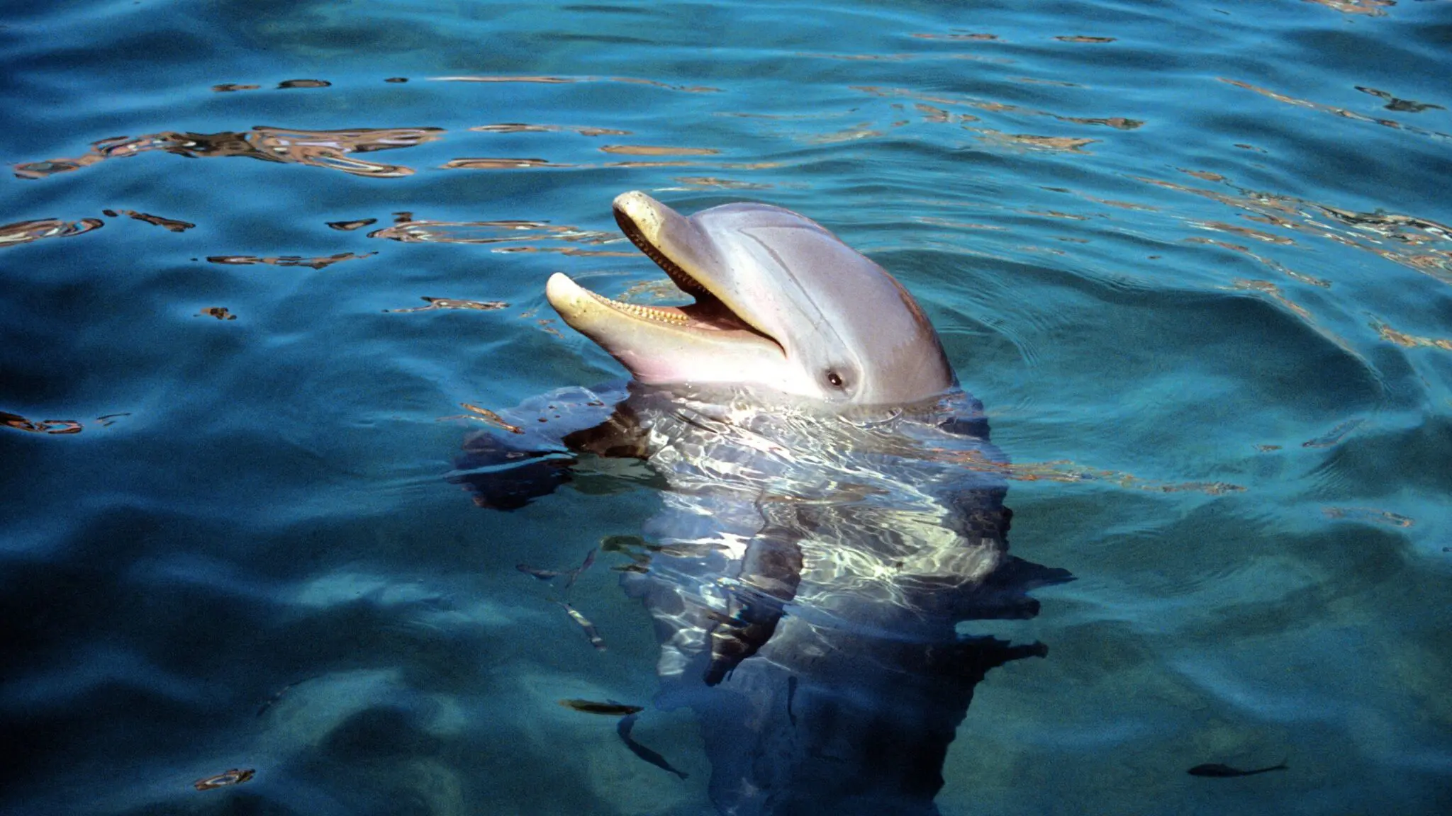 Read more about the article Why Spinner Dolphins Choose the Waianae Coast: Hawaii’s Perfect Dolphin Habitat