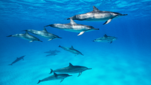 Read more about the article What Happens if Dolphins Go Extinct?