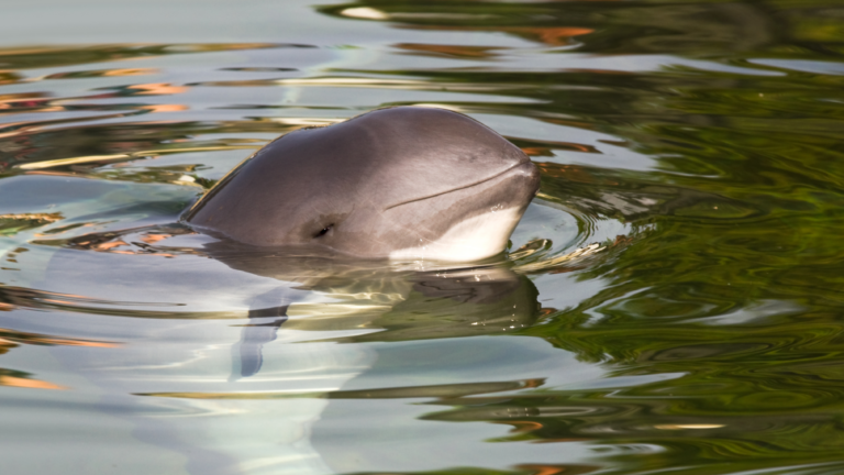 Porpoise