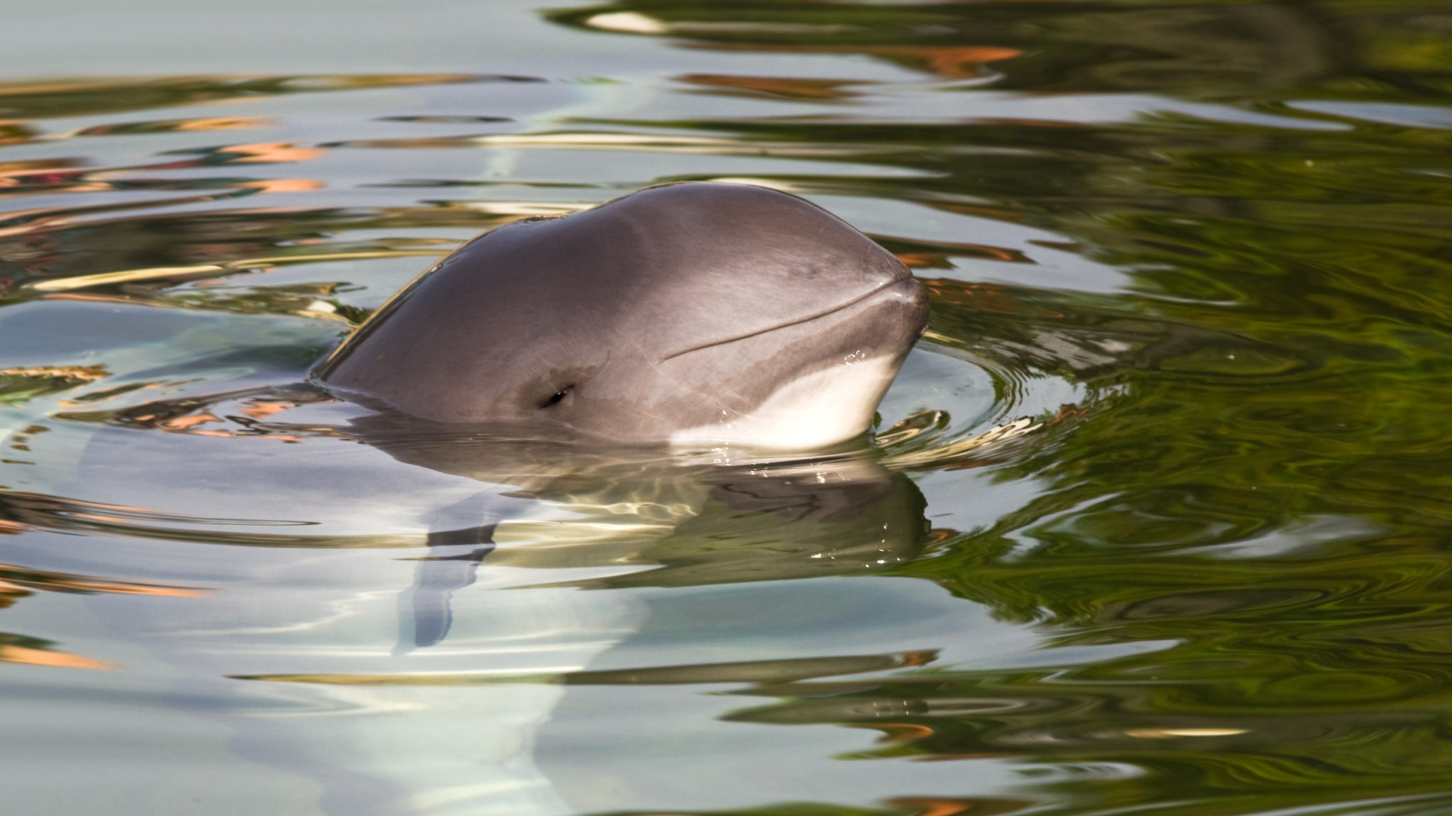 Porpoise