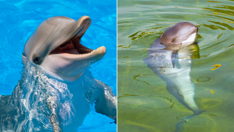 Porpoises vs Dolphins