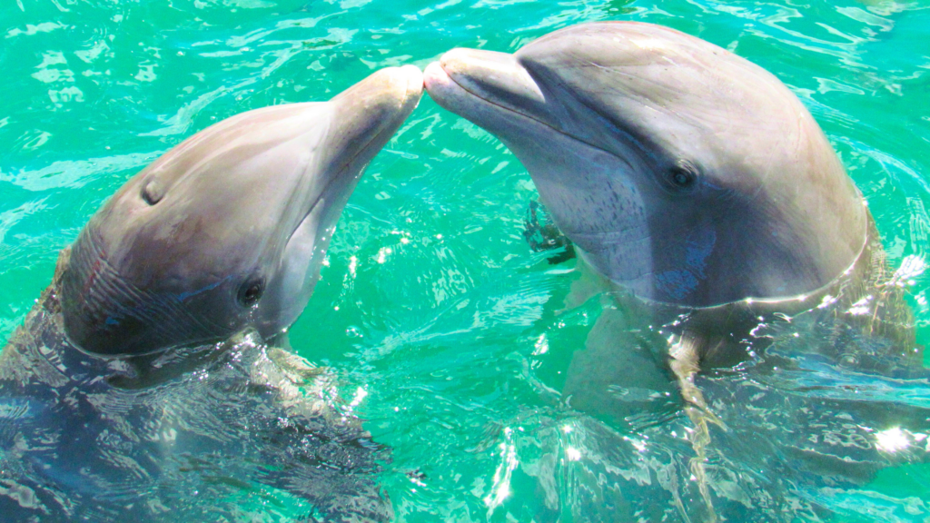 How Dolphins Communicate: Clicks, Whistles, Dialects, and Body Language