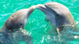 Read more about the article Do Dolphins Have Dialects? Unveiling the Secret World of Dolphin Communication