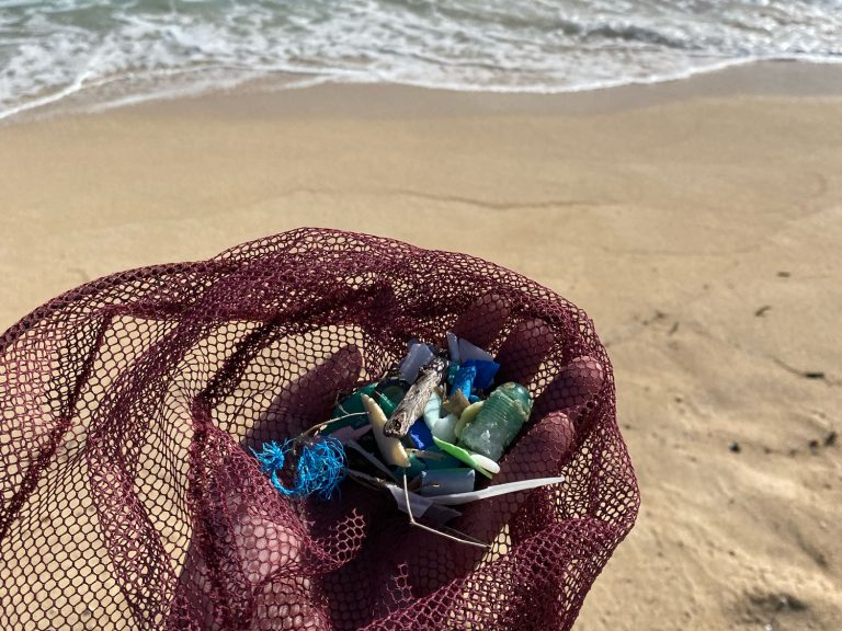 Beach cleaning by dolphins and you