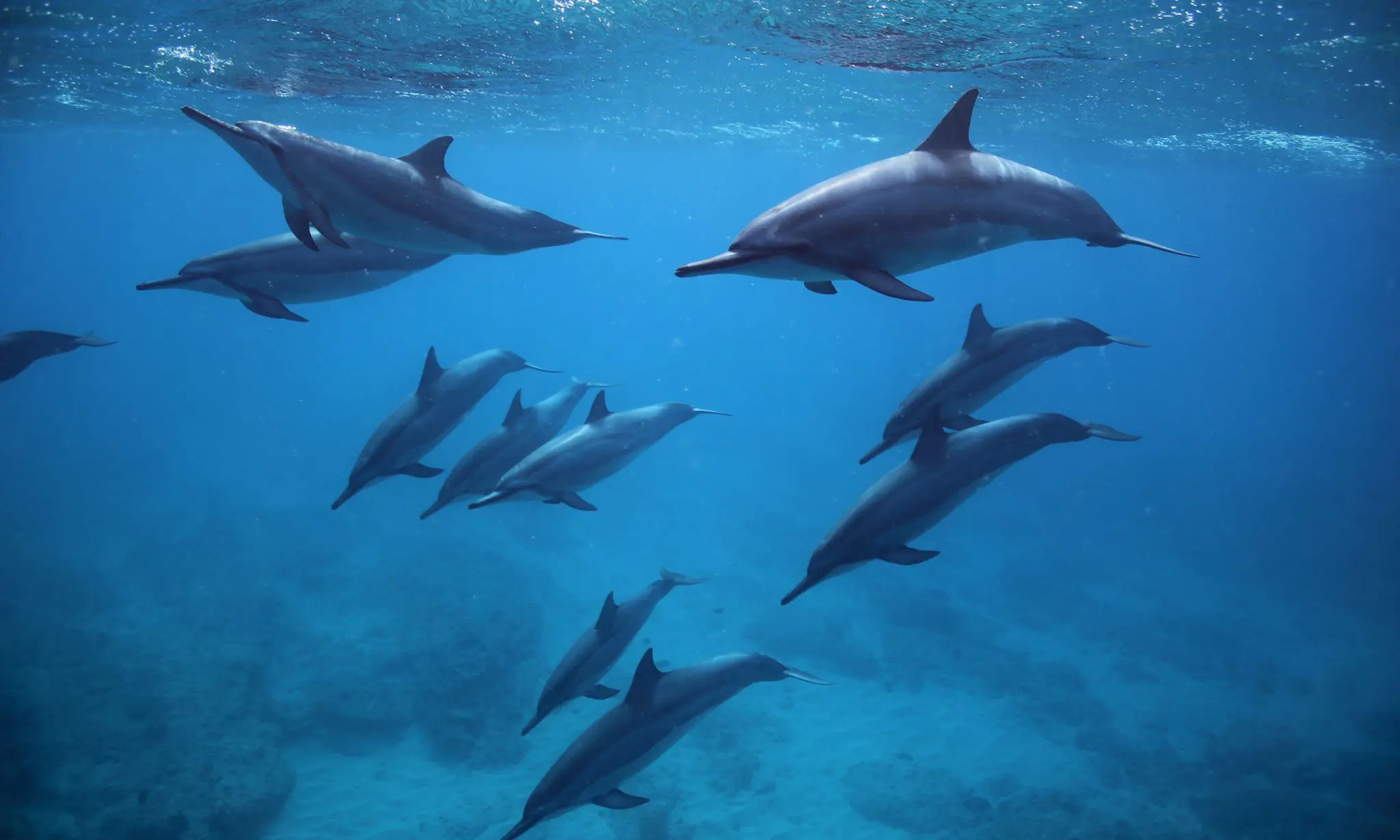Read more about the article What Does a Dolphin Do in a Day in Hawaii? Discover Their Fun Daily Routine!