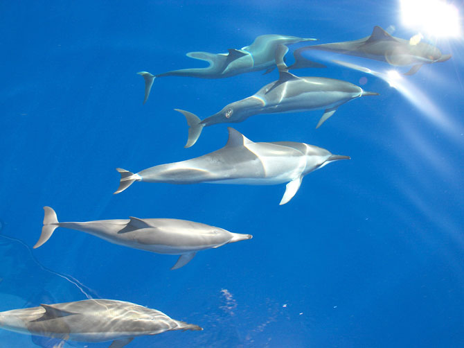 Wild spinner dolphins