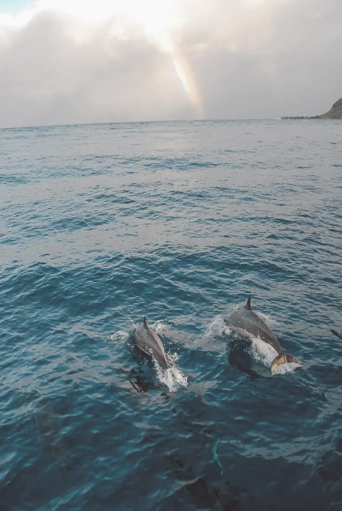 2 Dolphins swimming