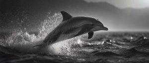 Read more about the article Responsible Oahu Dolphin Tours: The Local Hawaiʻi Way of Doing It Right