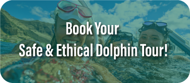 Book your Safe & Ethical Dolphin Tour