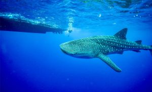 Read more about the article ハワイの海でジンベエザメに遭遇！