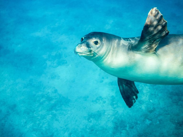 Hawaiian monk seal encounter