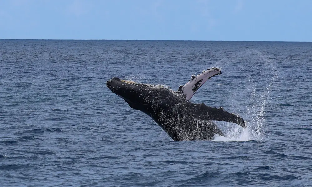 Humpback whales spotted on dolphin tour