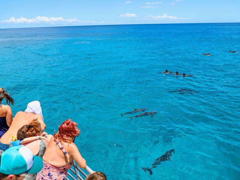 West Oahu dolphin watching tour