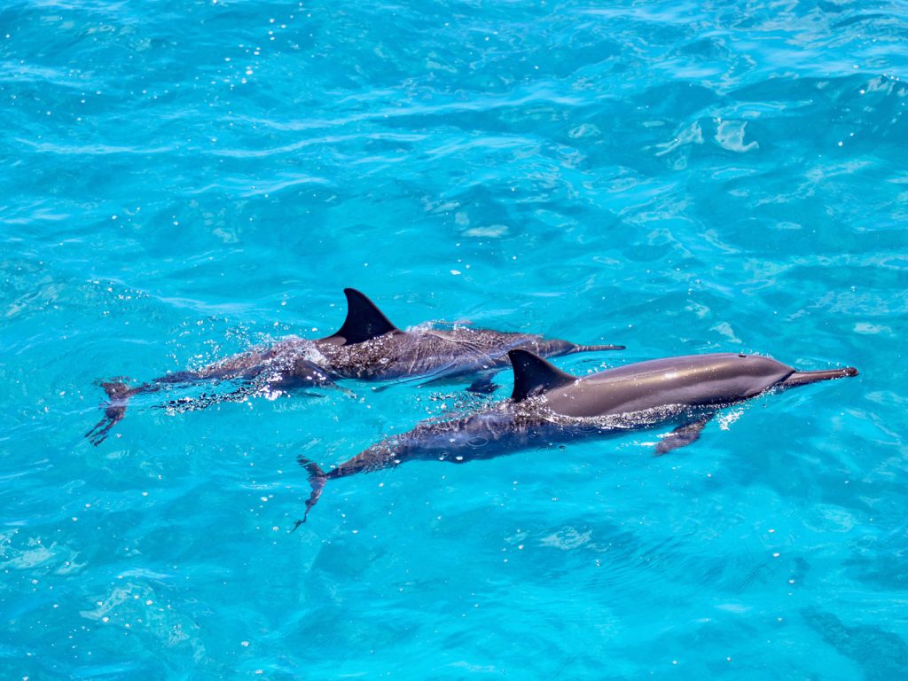 Wild dolphins in Oahu