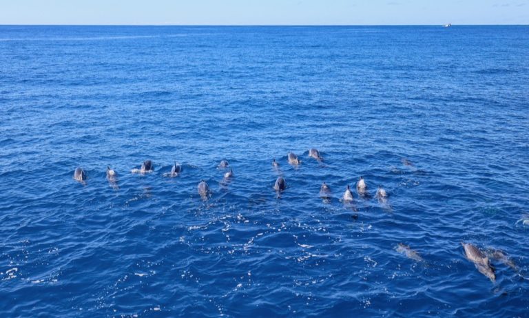 A pod of spinner dolphins swimming towards the horizon in Hawaii